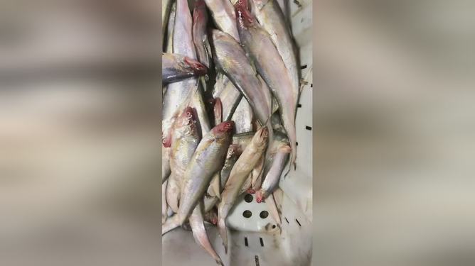 最新魚(yú)視頻，海洋生態(tài)與觀(guān)賞魚(yú)文化的精彩交融