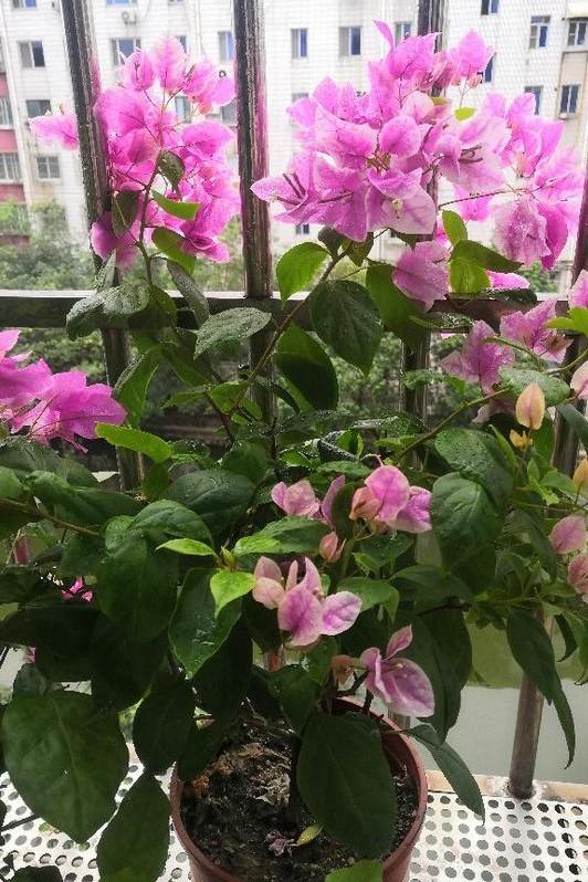 小巷深處的獨特花語(yǔ)，最新殘花之美