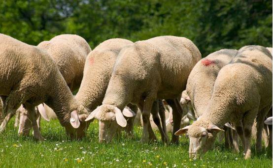 最新羊瘟疫，小巷深處的獨特風(fēng)味探索