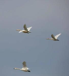 鳥(niǎo)類(lèi)遷徙最新詳細步驟指南，了解鳥(niǎo)類(lèi)遷徙的全程之旅