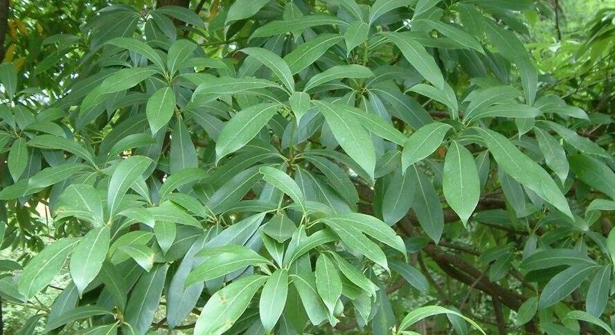 南山楠最新，自然美景的輕松探索之旅
