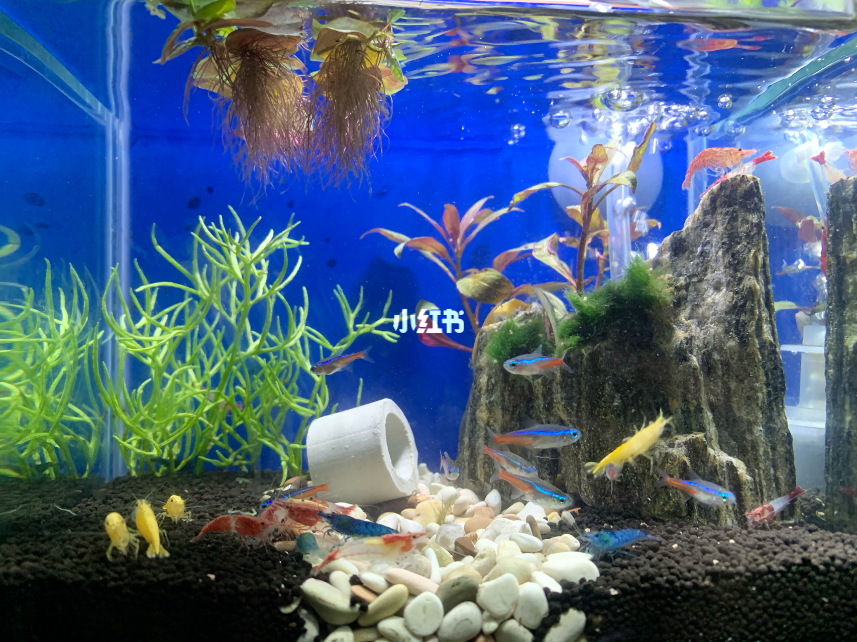 最新魚(yú)缸圖片，水族美學(xué)的時(shí)代變遷欣賞