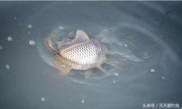 最新逗釣步驟指南，從入門(mén)到精通的釣魚(yú)技巧分享