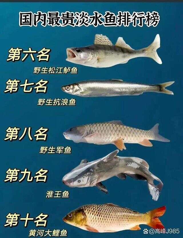 青魚(yú)國產(chǎn)最新論述，探索與解析