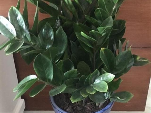最新養殖游戲，體驗養殖樂(lè )趣，與動(dòng)物共成長(cháng)！