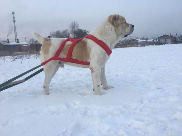 中亞犬，小巷深處的神秘秘境探索