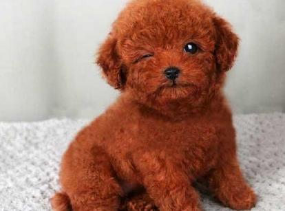 最新小鹿犬，趣事不斷，傳遞溫馨友誼與愛(ài)的小使者