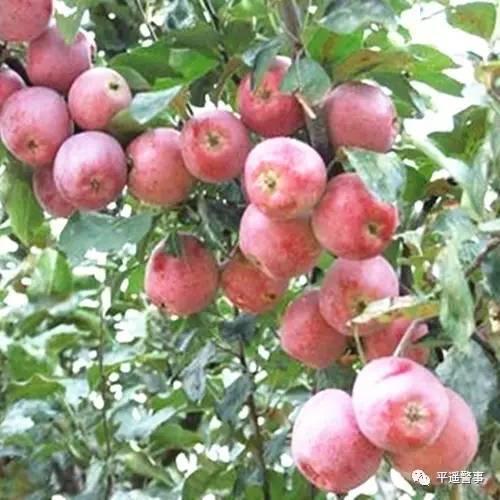 西太后愛(ài)心包最新系列，時(shí)尚與慈善的完美結合，展現獨特魅力風(fēng)采