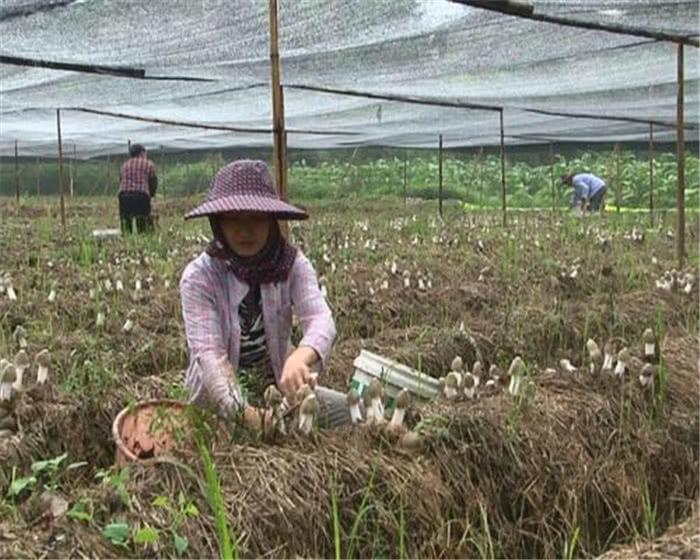 食用菌最新讀音及其背景、發(fā)展與地位概述
