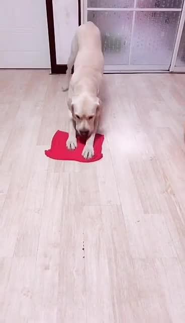 最新狗小視頻，溫馨日常故事